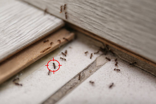 Best Pest Removal Services  in Lo, HI
