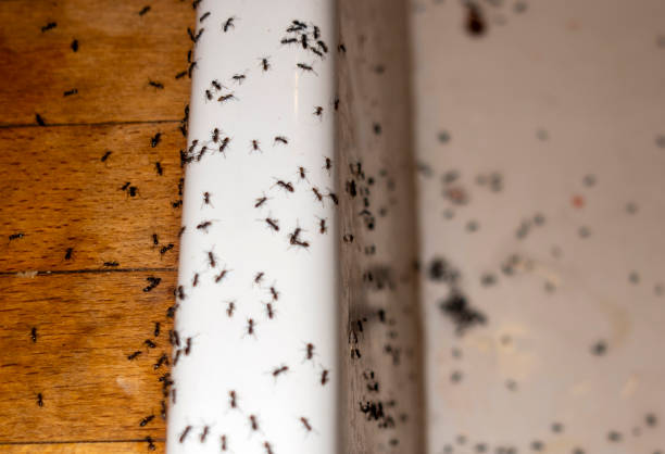 Best Affordable Pest Control Services  in Lo, HI