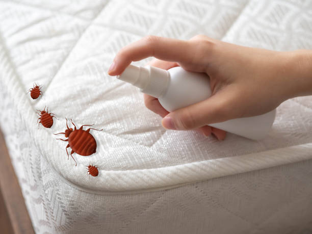 Best Emergency Pest Control  in Lo, HI
