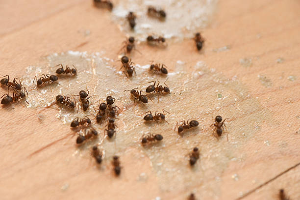 Best Mosquito Control Services  in Lo, HI
