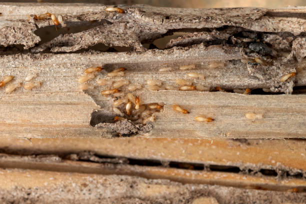 Best Commercial Pest Control Services  in Lo, HI