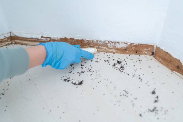 Best Residential Pest Control  in Lo, HI